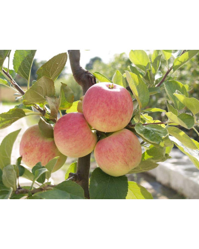 Яблуня домашня Пірус (літня) | Malus domestica Piros (summer) | Яблоня домашняя Пирус (летняя)
