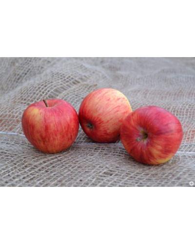 Яблуня домашня Пірус (літня) | Malus domestica Piros (summer) | Яблоня домашняя Пирус (летняя)
