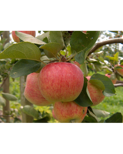 Яблуня домашня Пірус (літня) | Malus domestica Piros (summer) | Яблоня домашняя Пирус (летняя)
