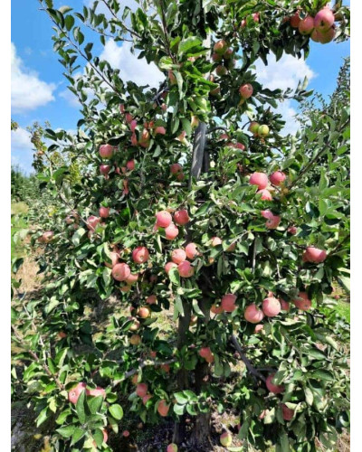 Яблуня домашня Пірус (літня) | Malus domestica Piros (summer) | Яблоня домашняя Пирус (летняя)