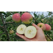 Яблуня домашня Пірус (літня) | Malus domestica Piros (summer) | Яблоня домашняя Пирус (летняя)