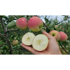 Яблуня домашня Пірус (літня) | Malus domestica Piros (summer) | Яблоня домашняя Пирус (летняя)