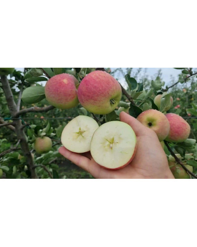 Яблуня домашня Пірус (літня) | Malus domestica Piros (summer) | Яблоня домашняя Пирус (летняя)