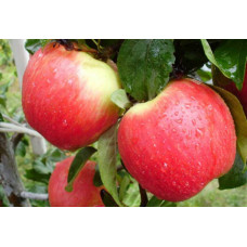 Яблуня домашня Пірус (літня) | Malus domestica Piros (summer) | Яблоня домашняя Пирус (летняя)