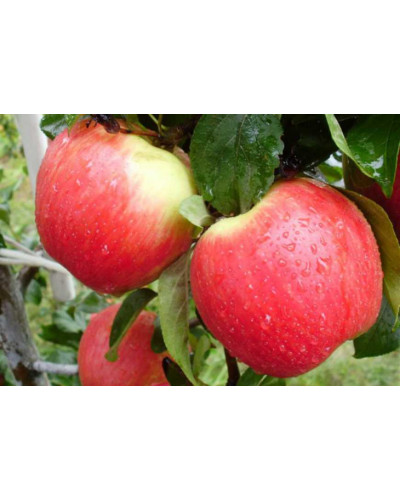 Яблуня домашня Пірус (літня) | Malus domestica Piros (summer) | Яблоня домашняя Пирус (летняя)