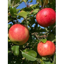 Яблуня домашня Пірус (літня) | Malus domestica Piros (summer) | Яблоня домашняя Пирус (летняя)