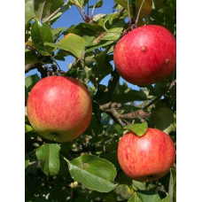 Яблуня домашня Пірус (літня) | Malus domestica Piros (summer) | Яблоня домашняя Пирус (летняя)