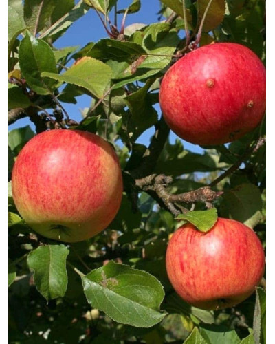 Яблуня домашня Пірус (літня) | Malus domestica Piros (summer) | Яблоня домашняя Пирус (летняя)