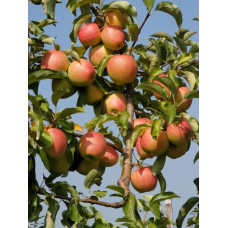 Яблуня домашня Пірус (літня) | Malus domestica Piros (summer) | Яблоня домашняя Пирус (летняя)