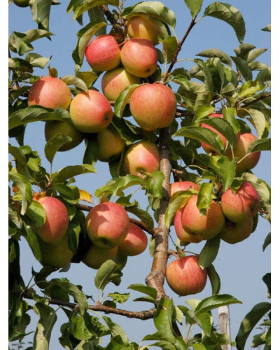 Яблуня домашня Пірус (літня) | Malus domestica Piros (summer) | Яблоня домашняя Пирус (летняя)