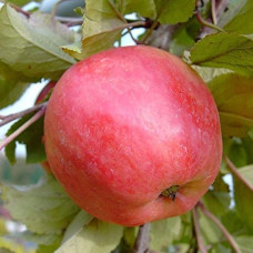 Яблуня домашня Пірус (літня) | Malus domestica Piros (summer) | Яблоня домашняя Пирус (летняя)