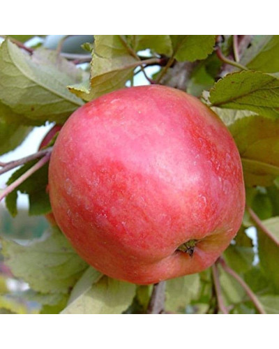 Яблуня домашня Пірус (літня) | Malus domestica Piros (summer) | Яблоня домашняя Пирус (летняя)