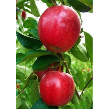 Яблуня ‘Гала Галексі’|Malus domestica ‘Gala Galaxi’|Яблоня ‘Гала Галекси’
