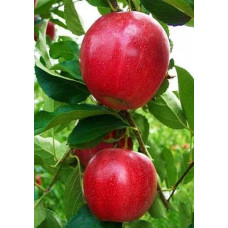 Яблуня ‘Гала Галексі’|Malus domestica ‘Gala Galaxi’|Яблоня ‘Гала Галекси’