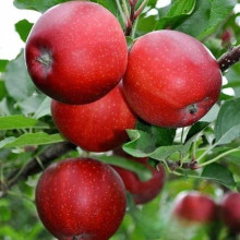 Яблуня ‘Гала Галексі’|Malus domestica ‘Gala Galaxi’|Яблоня ‘Гала Галекси’
