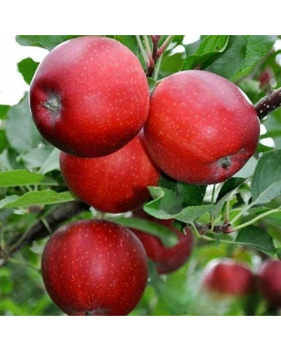 Яблуня ‘Гала Галексі’|Malus domestica ‘Gala Galaxi’|Яблоня ‘Гала Галекси’