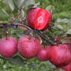 Яблуня домашня Байя Мариса (зимова) | Malus domestica Baya Marisa (winter) | Яблоня домашняя Байя Мариса (зимняя)