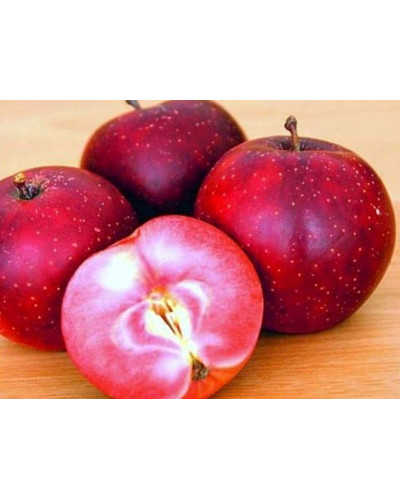 Яблуня домашня Байя Мариса (зимова) | Malus domestica Baya Marisa (winter) | Яблоня домашняя Байя Мариса (зимняя)