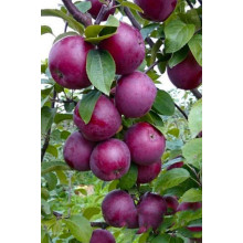 Яблуня домашня ‘Чорний Принц’|Malus domestica ‘Black Prince’|Яблуня домашня ‘Чорний Принц’