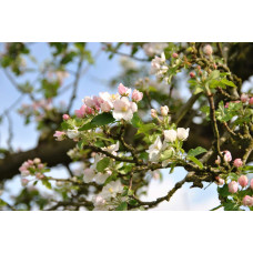 Яблуня домашня ‘Чорний Принц’|Malus domestica ‘Black Prince’|Яблуня домашня ‘Чорний Принц’