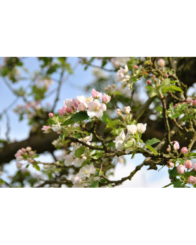 Яблуня домашня ‘Чорний Принц’|Malus domestica ‘Black Prince’|Яблуня домашня ‘Чорний Принц’