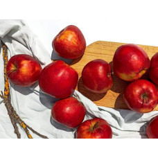 Яблуня домашня ‘Чорний Принц’|Malus domestica ‘Black Prince’|Яблуня домашня ‘Чорний Принц’