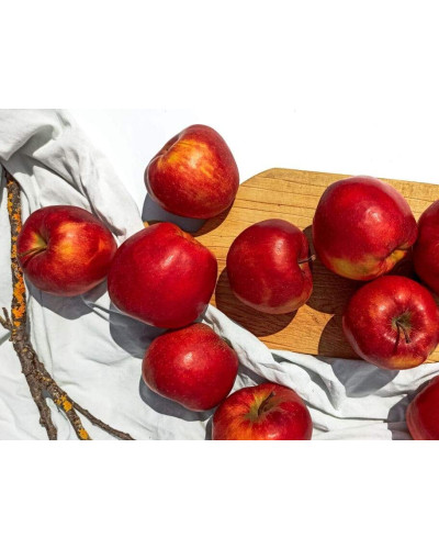 Яблуня домашня ‘Чорний Принц’|Malus domestica ‘Black Prince’|Яблуня домашня ‘Чорний Принц’