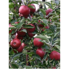 Яблуня домашня ‘Чорний Принц’|Malus domestica ‘Black Prince’|Яблуня домашня ‘Чорний Принц’