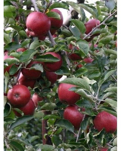 Яблуня домашня ‘Чорний Принц’|Malus domestica ‘Black Prince’|Яблуня домашня ‘Чорний Принц’