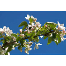 Яблуня домашня ‘Чорний Принц’|Malus domestica ‘Black Prince’|Яблуня домашня ‘Чорний Принц’