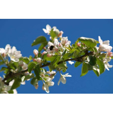 Яблуня домашня ‘Чорний Принц’|Malus domestica ‘Black Prince’|Яблуня домашня ‘Чорний Принц’