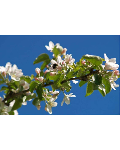 Яблуня домашня ‘Чорний Принц’|Malus domestica ‘Black Prince’|Яблуня домашня ‘Чорний Принц’