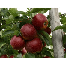 Яблуня домашня ‘Чорний Принц’|Malus domestica ‘Black Prince’|Яблуня домашня ‘Чорний Принц’