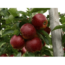 Яблуня домашня ‘Чорний Принц’|Malus domestica ‘Black Prince’|Яблуня домашня ‘Чорний Принц’