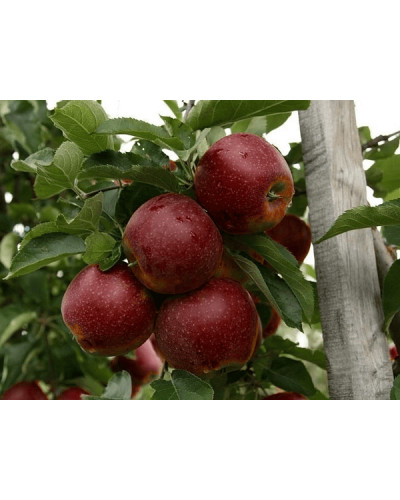 Яблуня домашня ‘Чорний Принц’|Malus domestica ‘Black Prince’|Яблуня домашня ‘Чорний Принц’