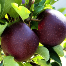 Яблуня домашня ‘Чорний Принц’|Malus domestica ‘Black Prince’|Яблуня домашня ‘Чорний Принц’