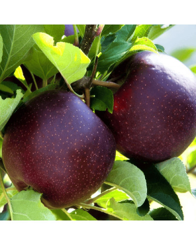 Яблуня домашня ‘Чорний Принц’|Malus domestica ‘Black Prince’|Яблуня домашня ‘Чорний Принц’