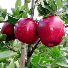 Яблуня домашня ‘Чорний Принц’|Malus domestica ‘Black Prince’|Яблуня домашня ‘Чорний Принц’