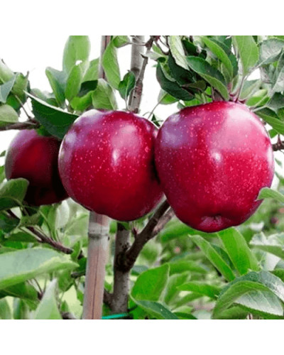 Яблуня домашня ‘Чорний Принц’|Malus domestica ‘Black Prince’|Яблуня домашня ‘Чорний Принц’