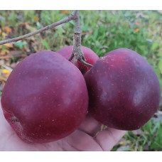 Яблуня домашня ‘Чорний Принц’|Malus domestica ‘Black Prince’|Яблуня домашня ‘Чорний Принц’