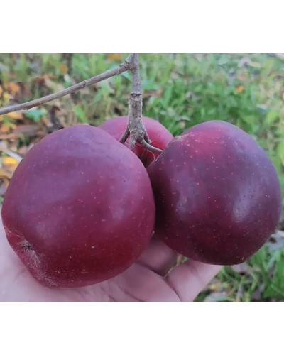 Яблуня домашня ‘Чорний Принц’|Malus domestica ‘Black Prince’|Яблуня домашня ‘Чорний Принц’