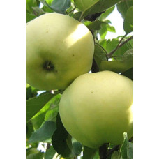 Яблуня домашня ‘Антонівка’|Malus domestica ‘Antonivka’|Яблоня домашняя ‘Антоновка’