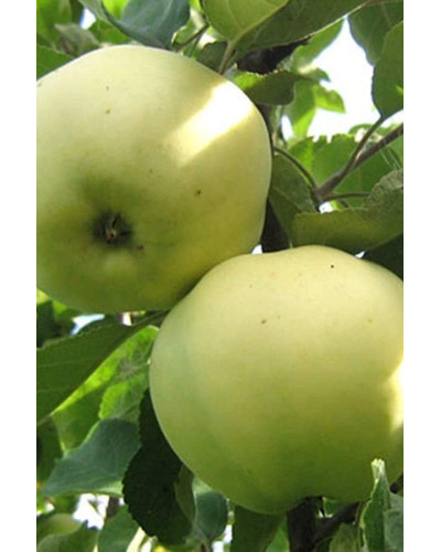Яблуня домашня ‘Антонівка’|Malus domestica ‘Antonivka’|Яблоня домашняя ‘Антоновка’