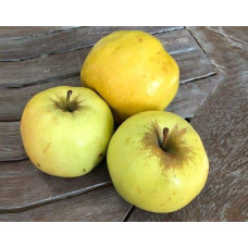 Яблуня домашня ‘Антонівка’|Malus domestica ‘Antonivka’|Яблоня домашняя ‘Антоновка’