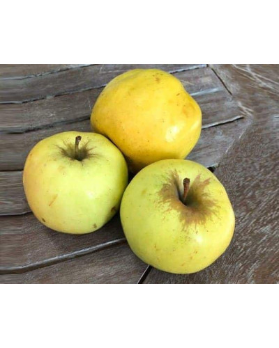 Яблуня домашня ‘Антонівка’|Malus domestica ‘Antonivka’|Яблоня домашняя ‘Антоновка’