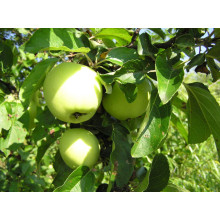 Яблуня домашня ‘Антонівка’|Malus domestica ‘Antonivka’|Яблоня домашняя ‘Антоновка’