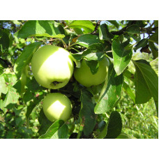 Яблуня домашня ‘Антонівка’|Malus domestica ‘Antonivka’|Яблоня домашняя ‘Антоновка’
