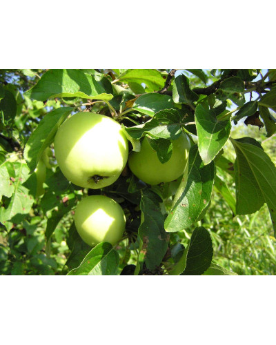 Яблуня домашня ‘Антонівка’|Malus domestica ‘Antonivka’|Яблоня домашняя ‘Антоновка’