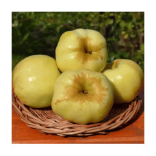 Яблуня домашня ‘Антонівка’|Malus domestica ‘Antonivka’|Яблоня домашняя ‘Антоновка’