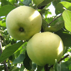Яблуня домашня ‘Антонівка’|Malus domestica ‘Antonivka’|Яблоня домашняя ‘Антоновка’